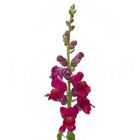 Antirrhinum antibes red