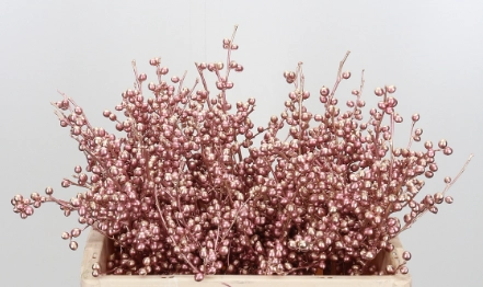 Ilex dyed rose gold