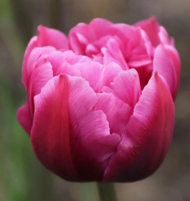 Tulip double margarita