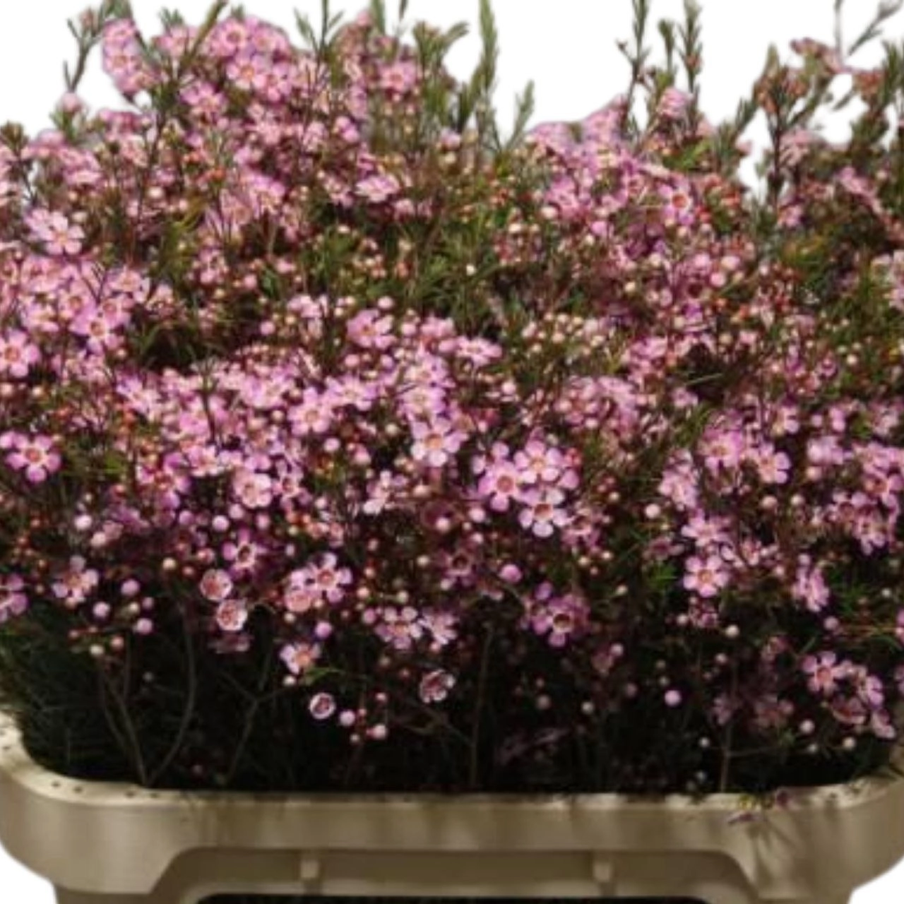 Chamelaucium purple pride