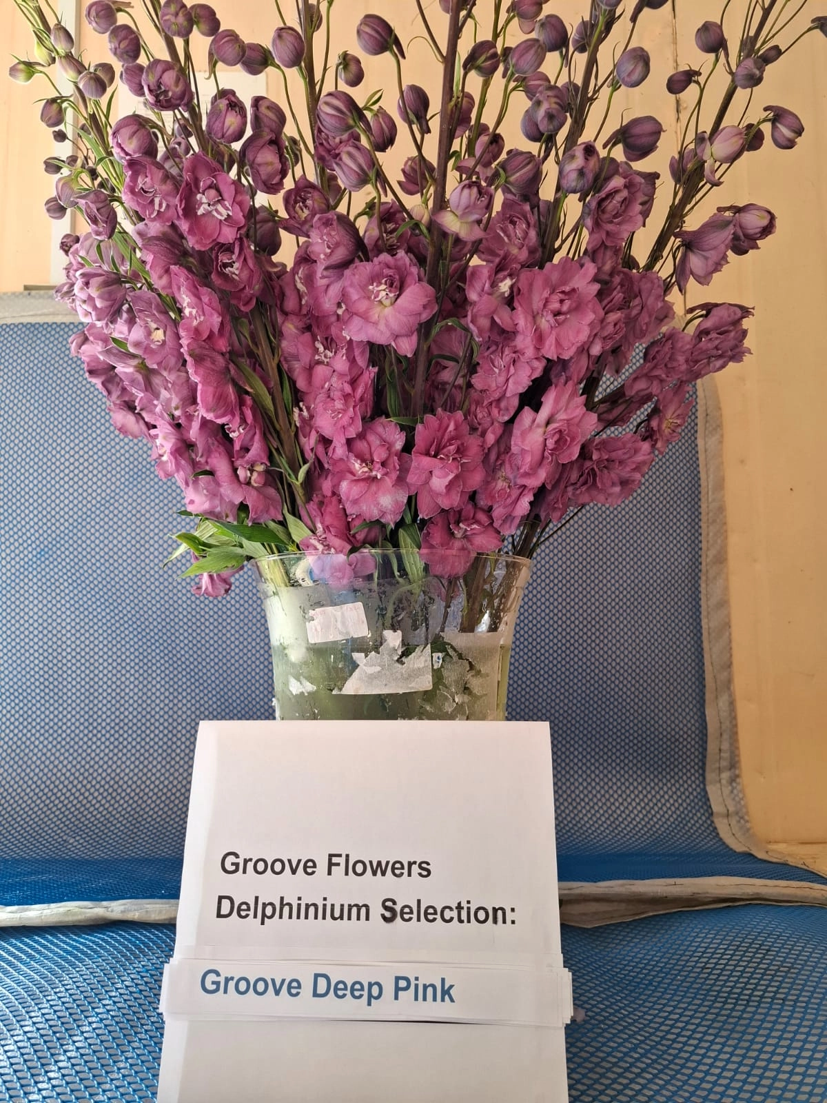 Delphinium groove deep pink