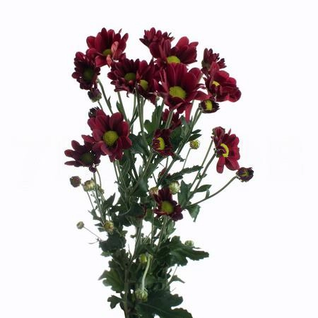 Chrysanthemum santini adora