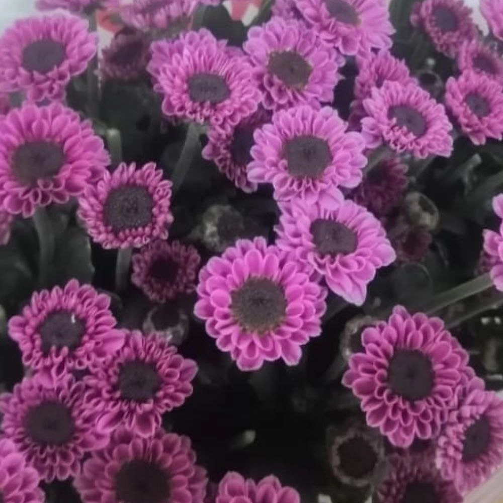 Chrysanthemum spray molly pink