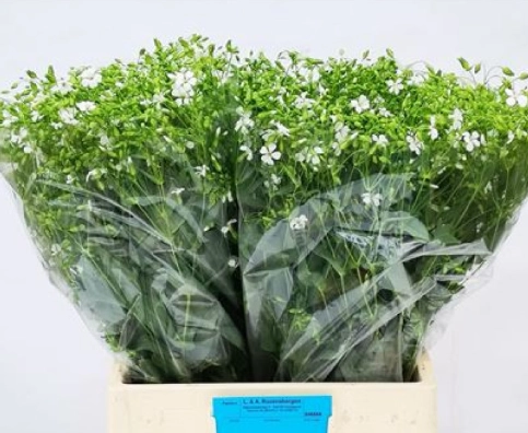 Saponaria white