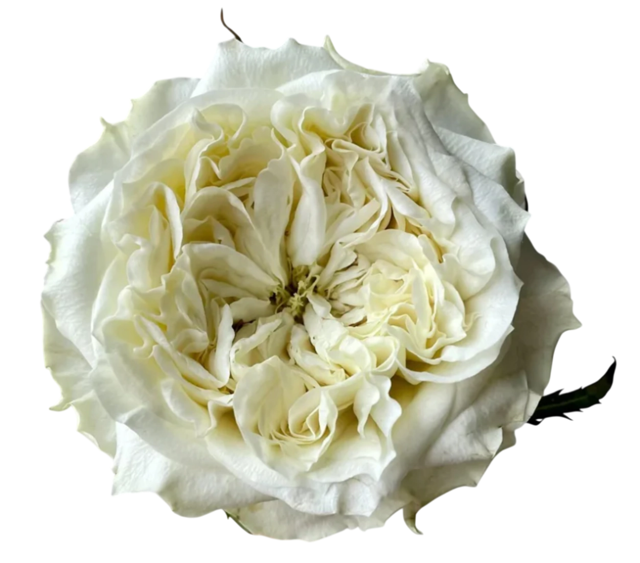 Rose mayras white