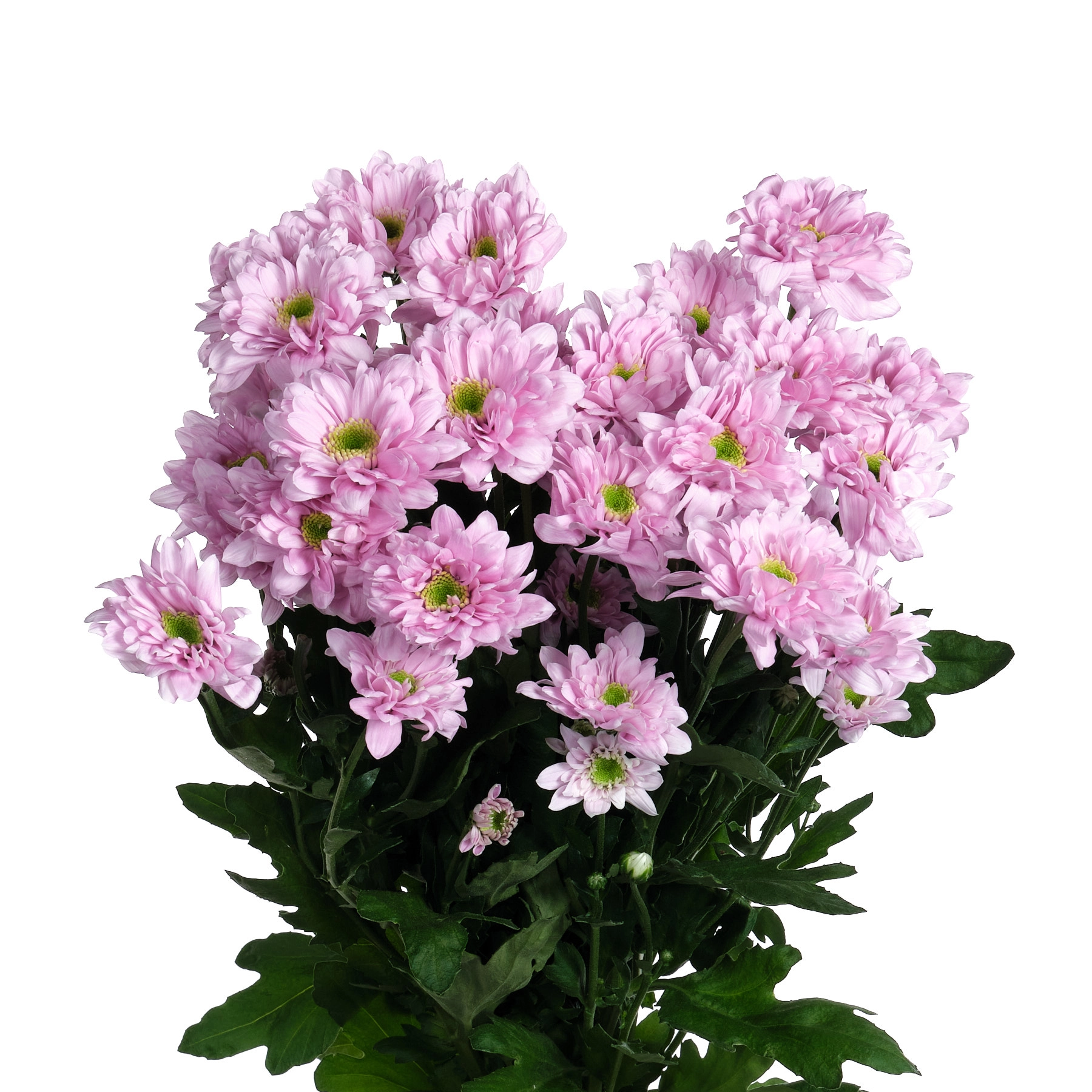 Chrysanthemum spray fianna