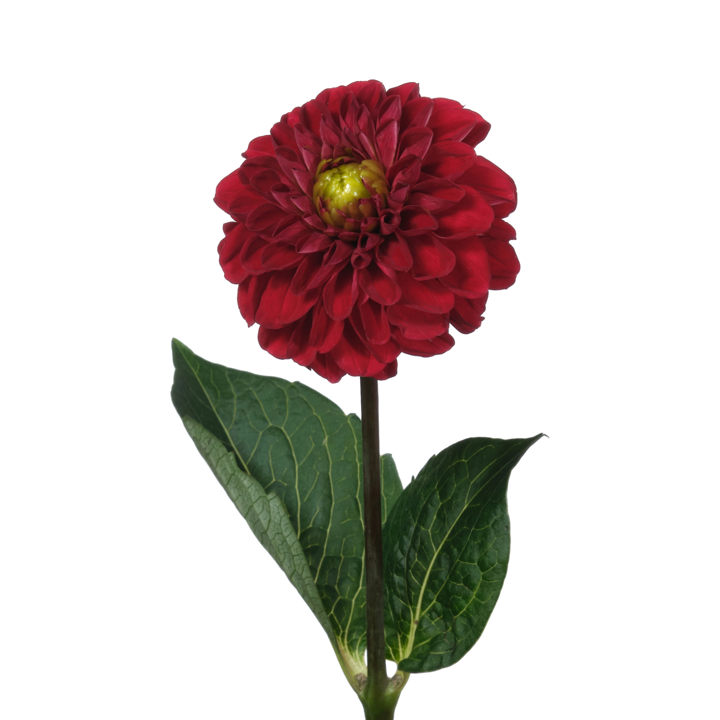 Dahlia red fox