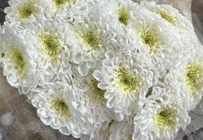Chrysanthemum santini altaj white