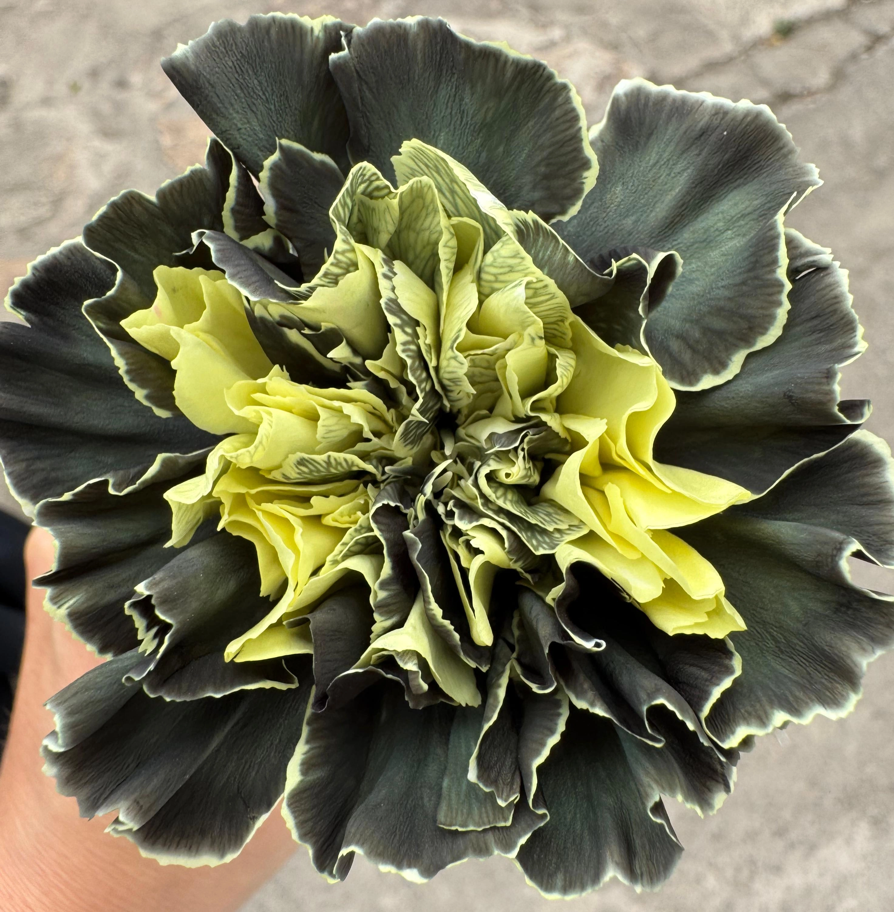Carnation tinted vlad | Wholesale flowers, plants and supplies Carnation tinted vlad
