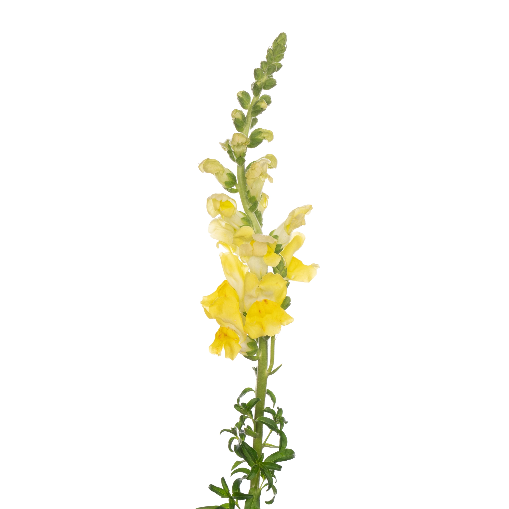 Antirrhinum yellow | Wholesale flowers, plants and supplies Antirrhinum yellow
