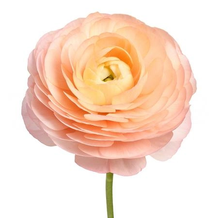 Ranunculus aazur salmon