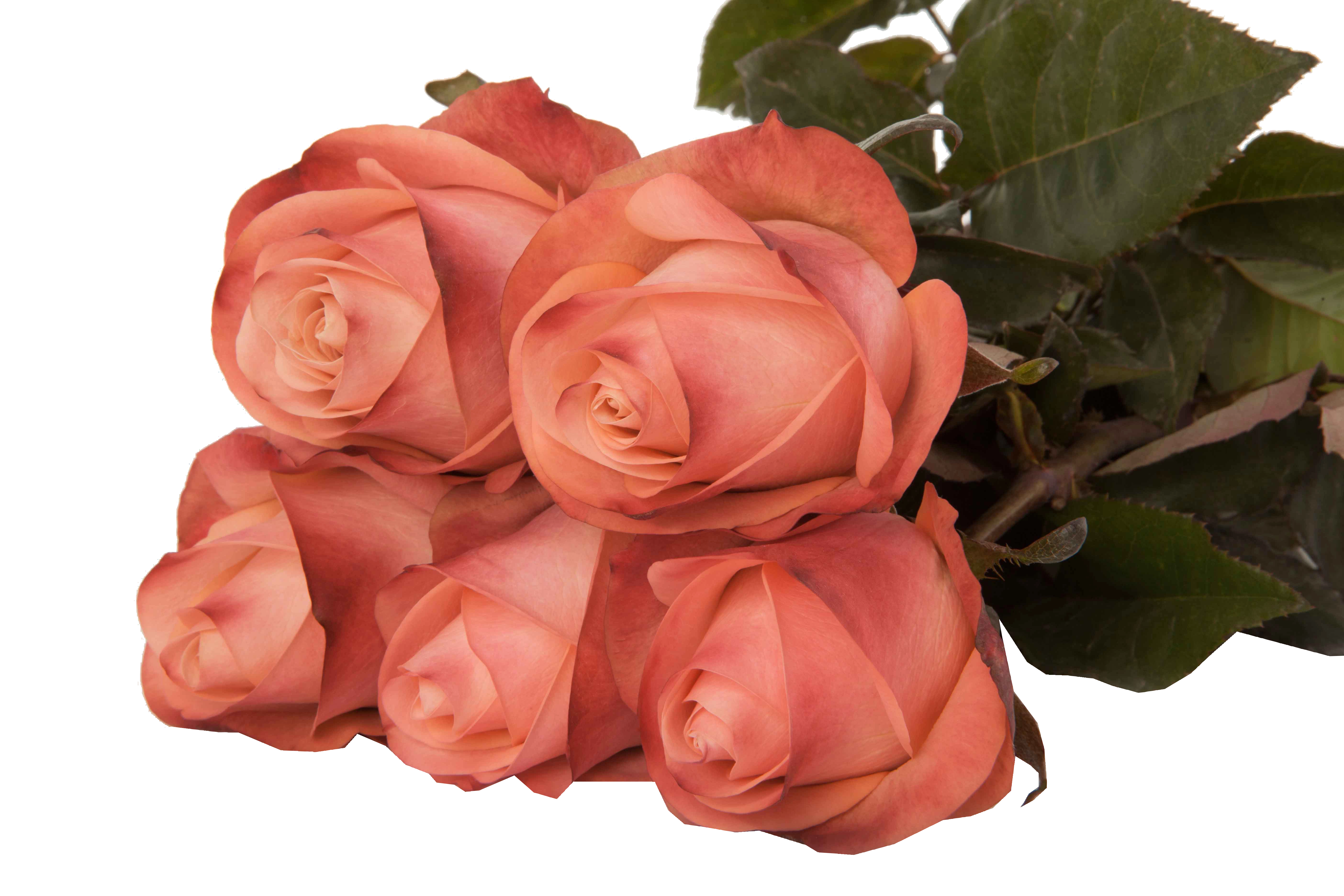 Rose emotions