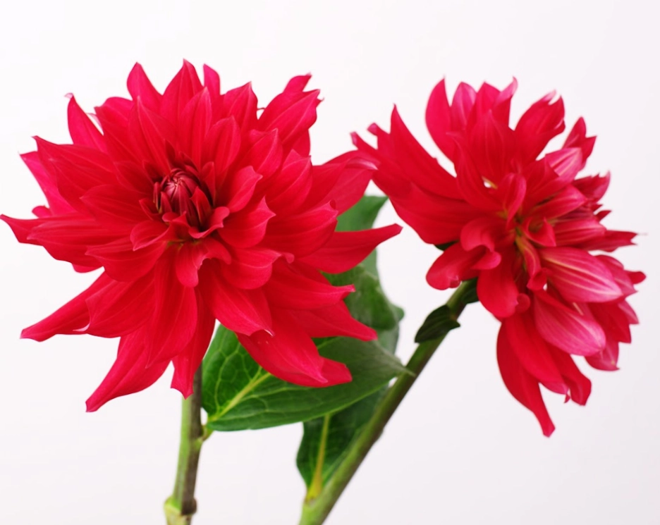 Dahlia pinnata garnet