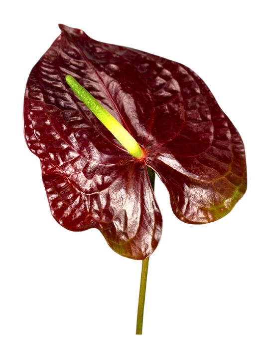 Anthurium deep purple