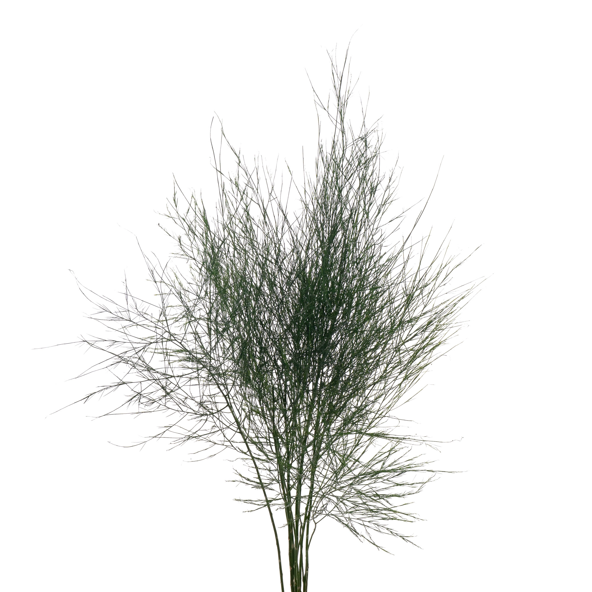 Blad Asparagus treefern