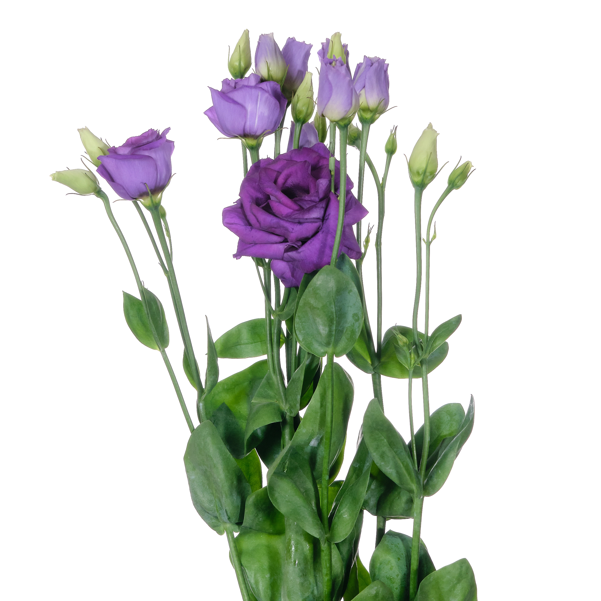 Eustoma double rosita blue | Wholesale flowers, plants and supplies Eustoma double rosita blue