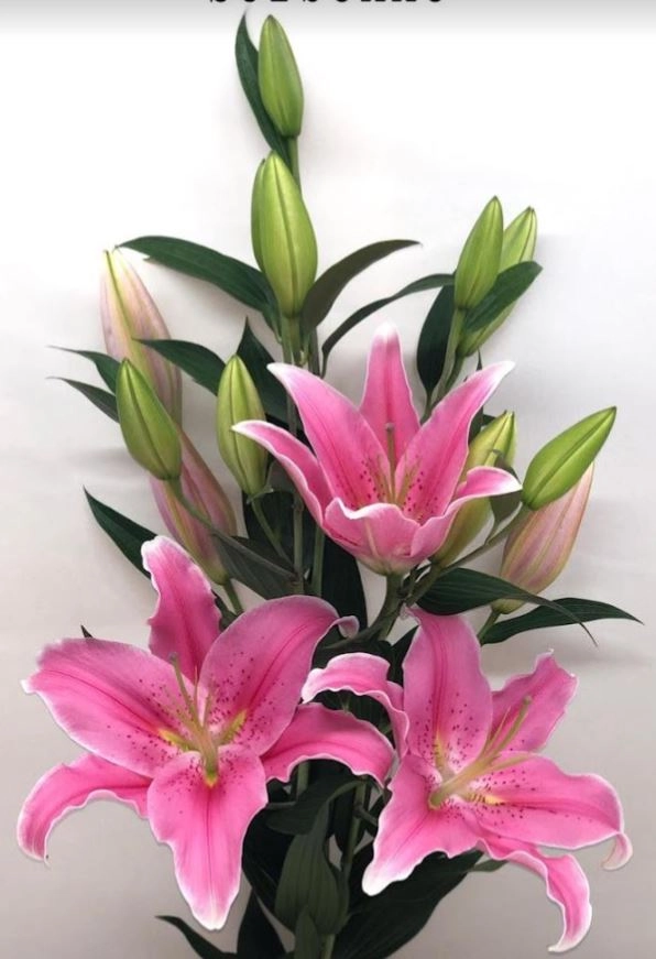 Lilium oriental sorbonne