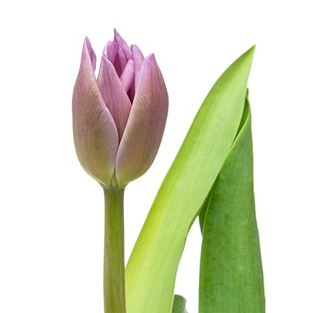 Tulip enkel alibi | Wholesale flowers, plants and supplies Tulip enkel alibi