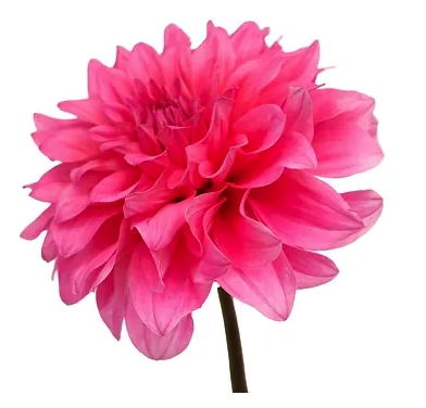 Dahlia hybrid pink quartz