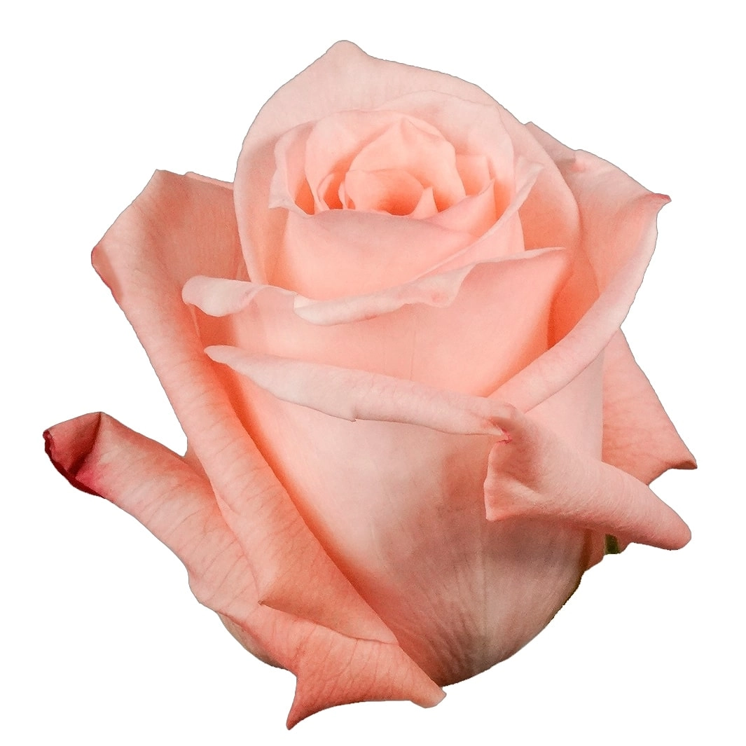 Rose engagement