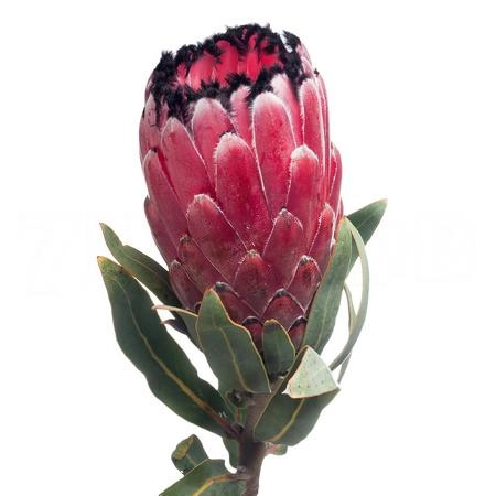 Protea magic red
