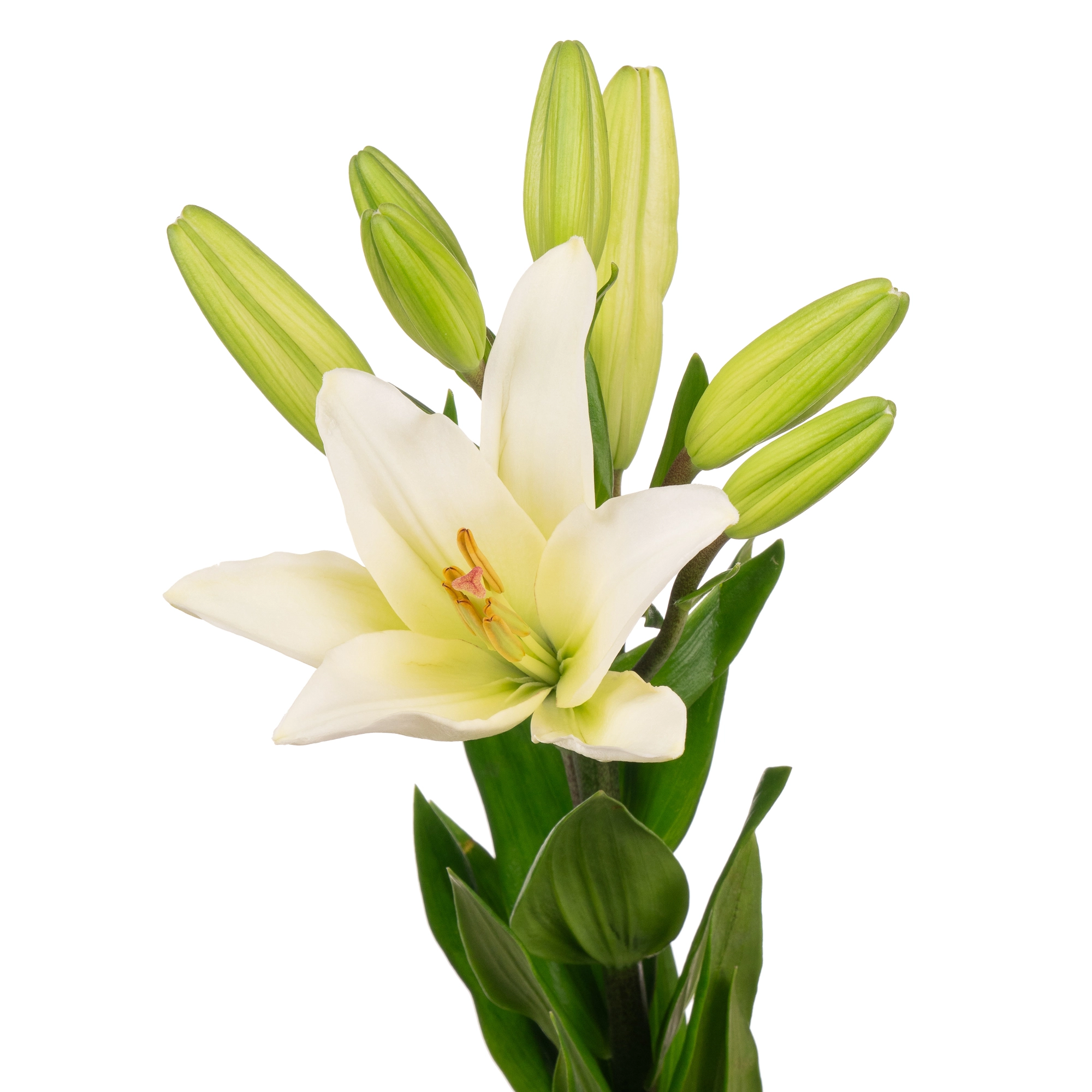 Lilium la-hybrid bach