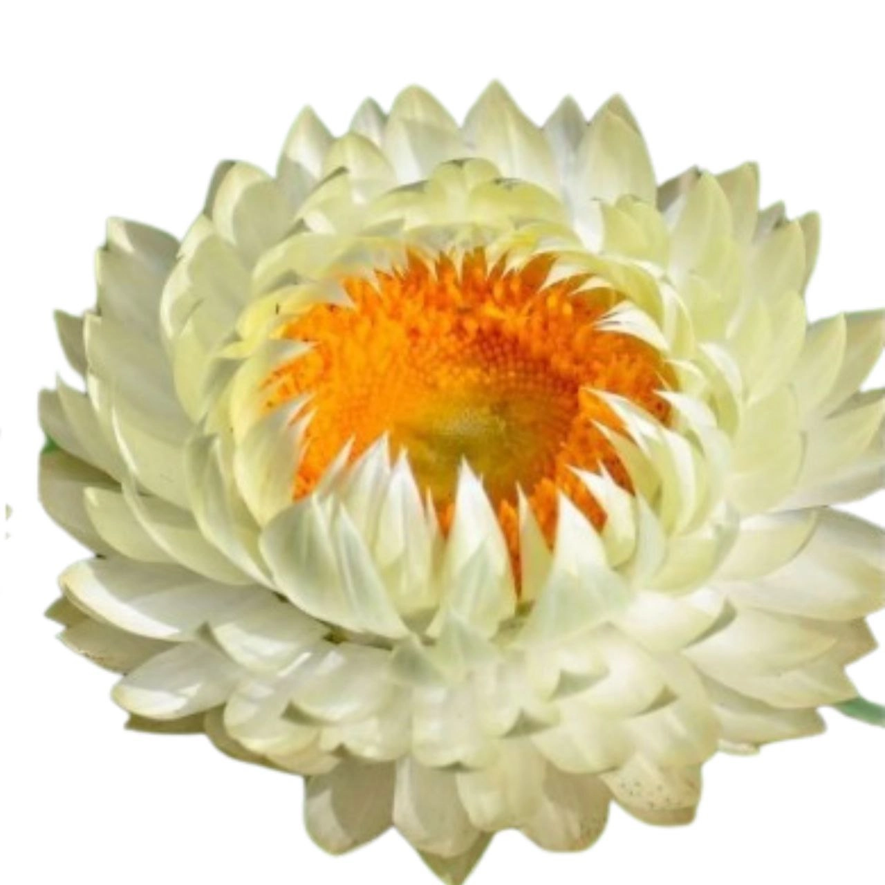 Helichrysum lemon green | Wholesale flowers, plants and supplies Helichrysum lemon green