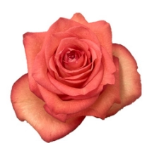 Rose catwalk