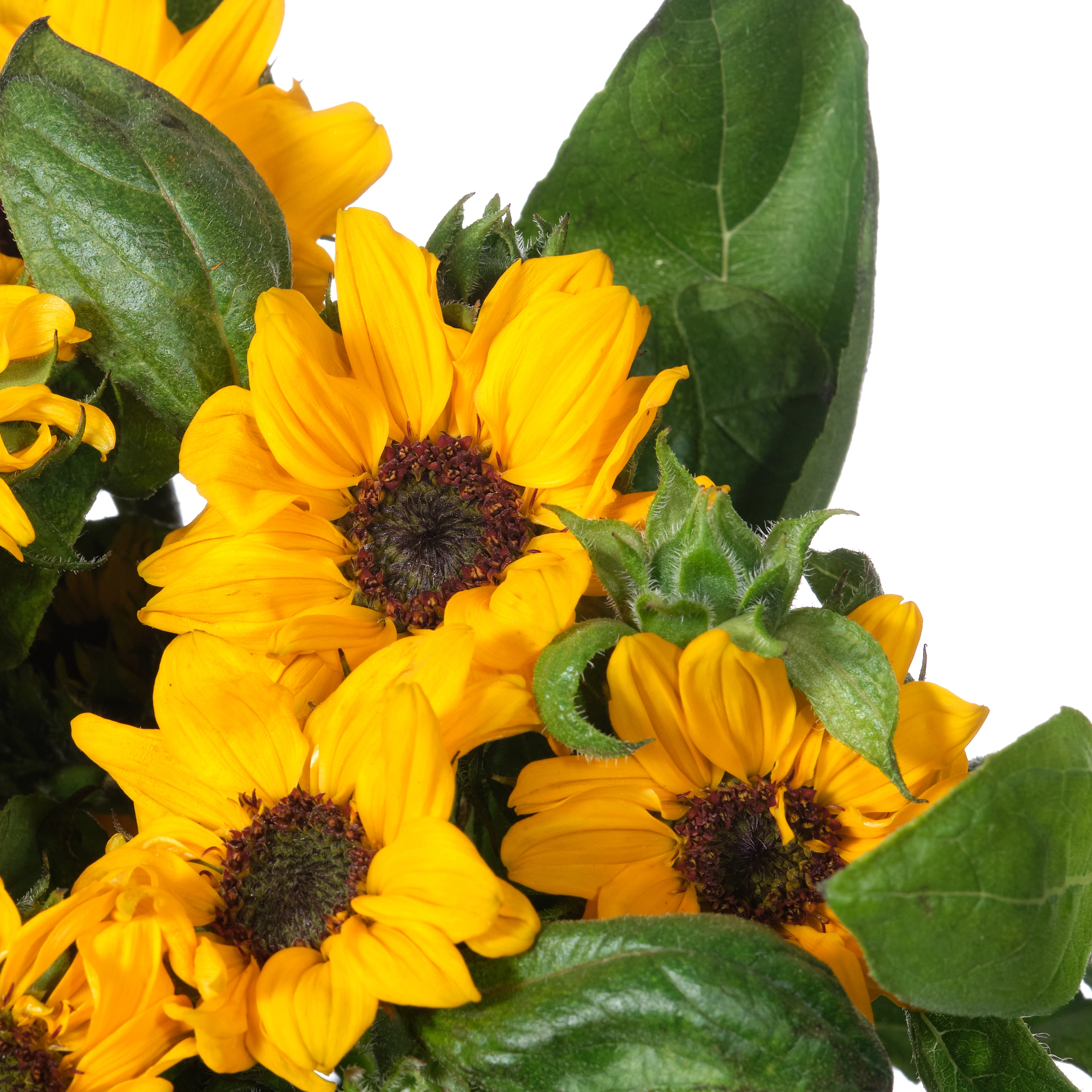 Helianthus sonja