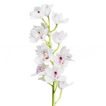 Cymbidium dos pueblos | Wholesale flowers, plants and supplies Cymbidium dos pueblos