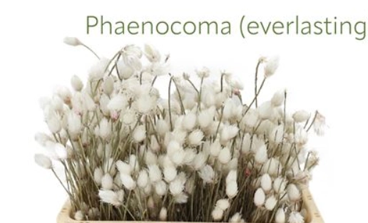 Kaaps phaenocoma