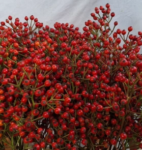 Rose rose hip cascade orange