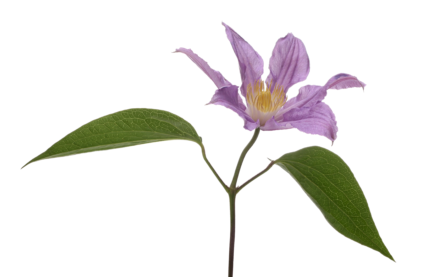 Clematis amazing london