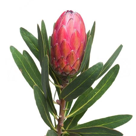 Protea lancelot