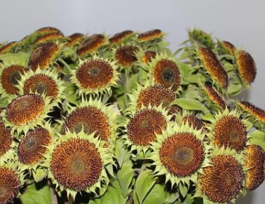 Helianthus star orange summer