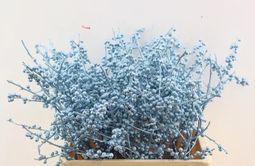 Ilex light blue