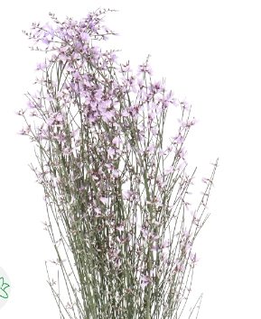 Genista tinted milka