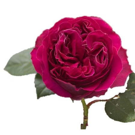 Rose david austin darcy