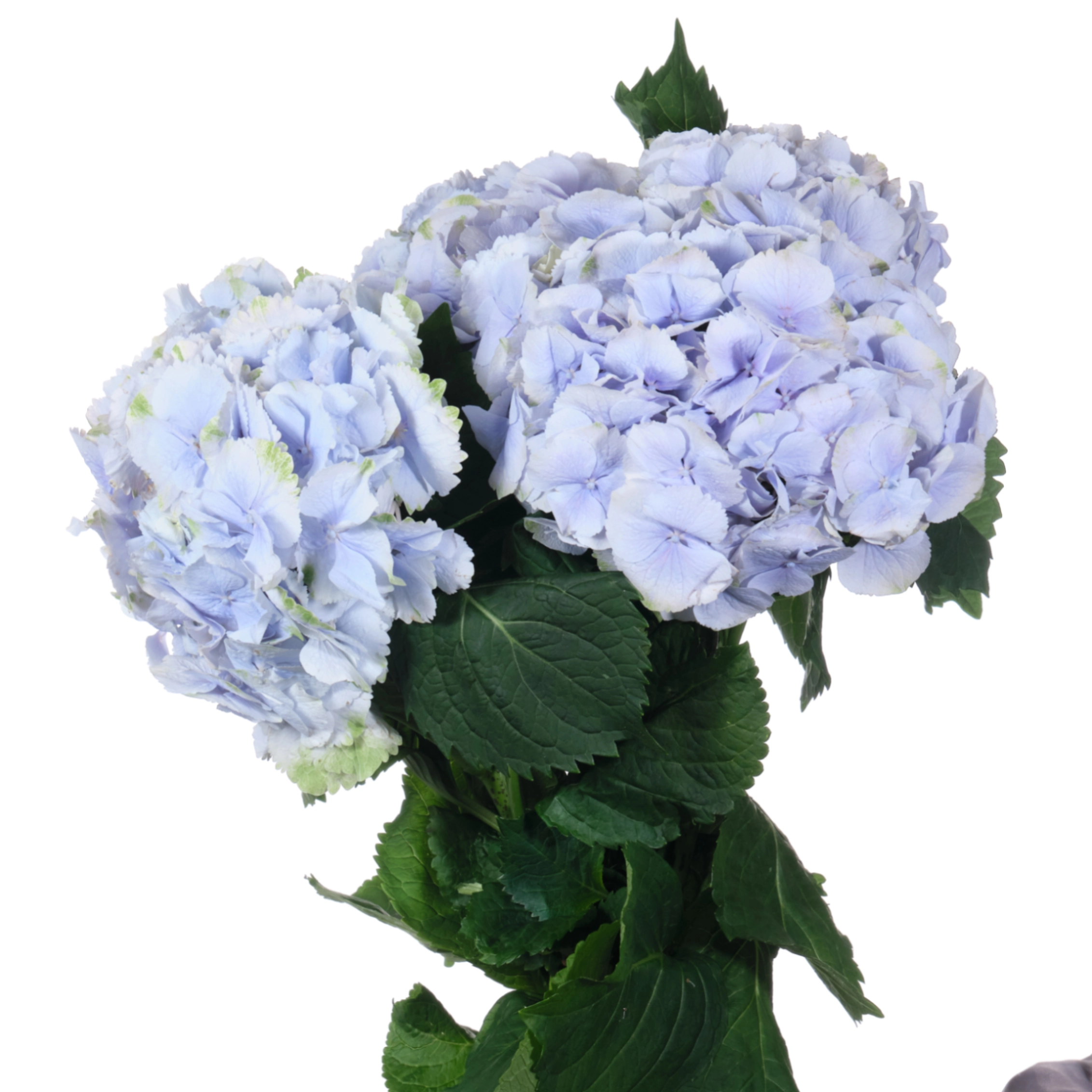 Hydrangea verena blue