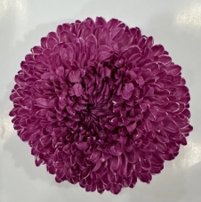 Chrysanthemum tinted pale violet
