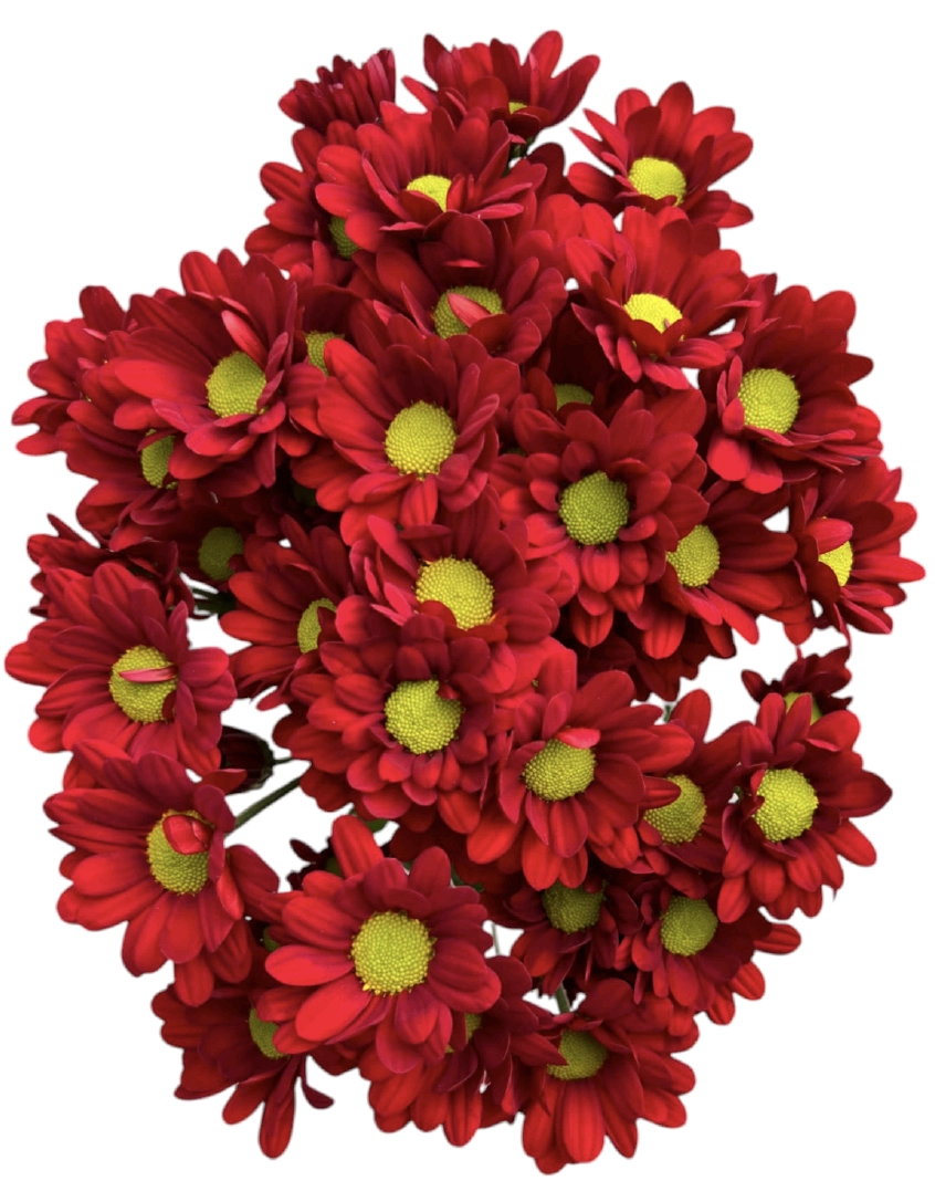 Chrysanthemum spray daisy afrodita