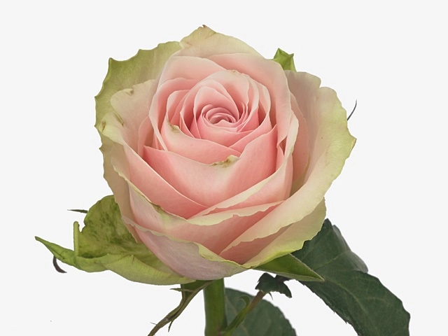 Rose pink athena | Wholesale flowers, plants and supplies Rose pink athena