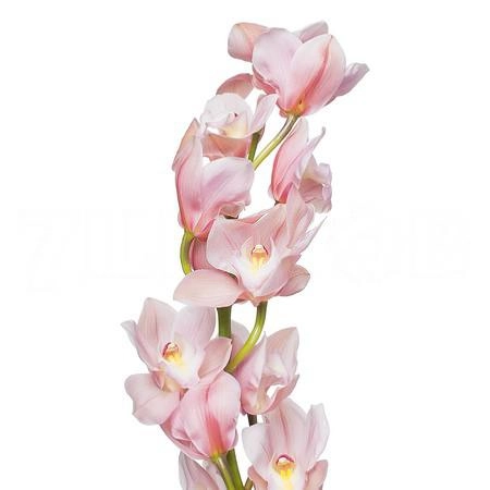 Cymbidium salm delight