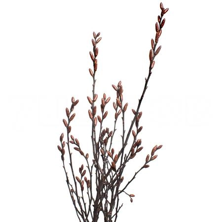 Myrica galera