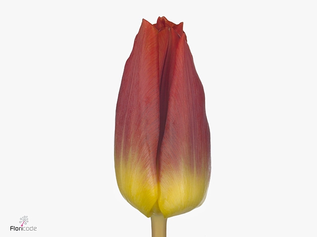 Tulip enkel delta orange