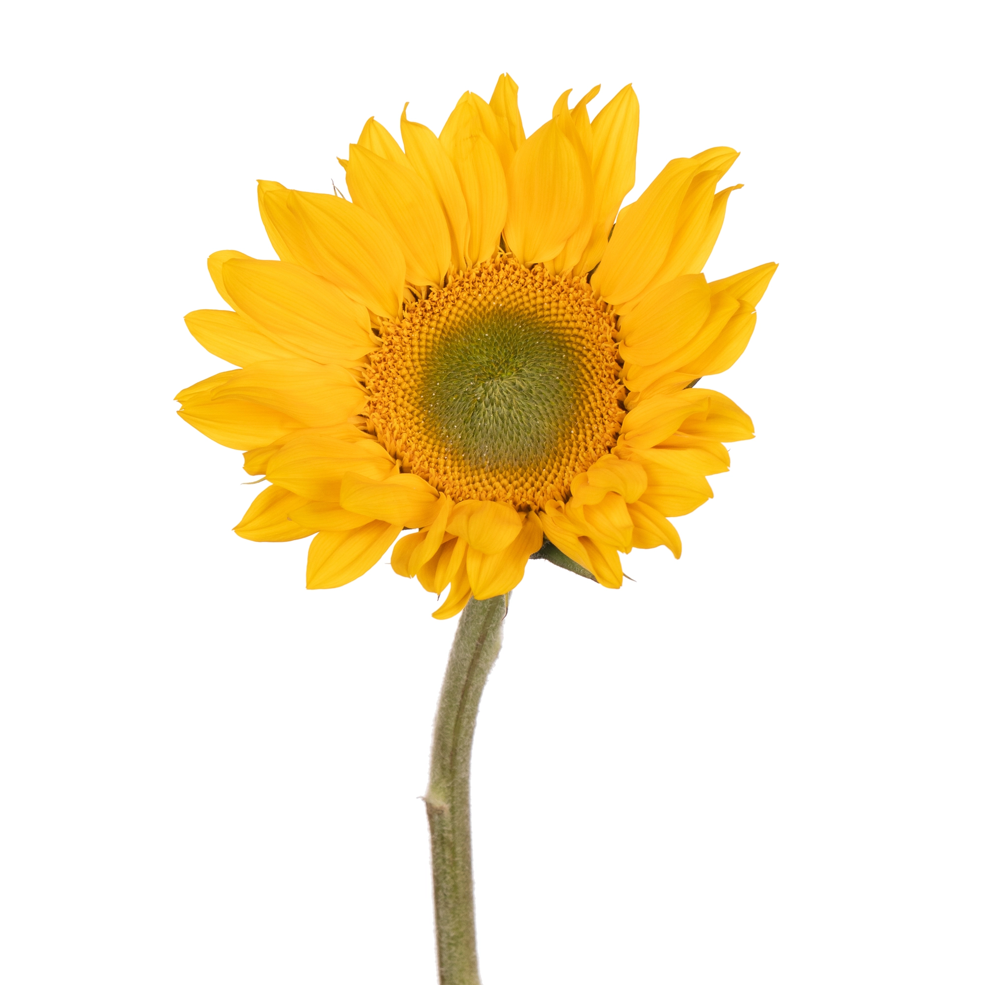 Helianthus vincents fresh