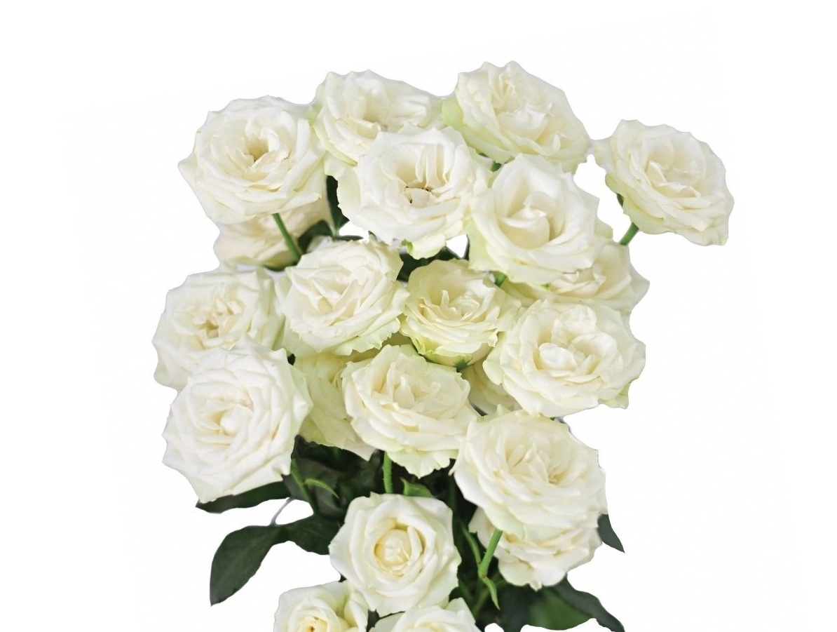 Rose spray virgin rosever