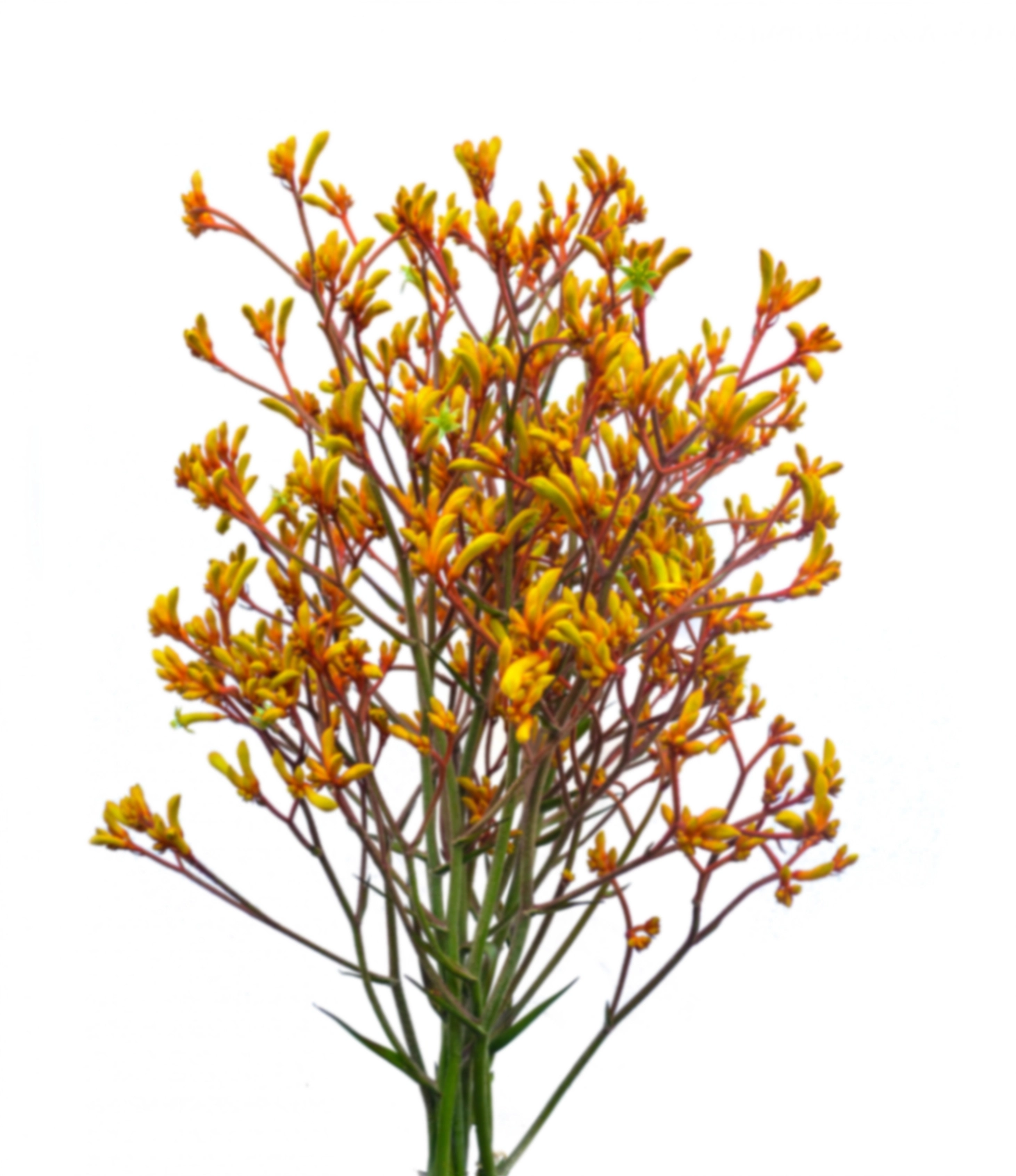 Anigozanthos gold | Wholesale flowers, plants and supplies Anigozanthos gold