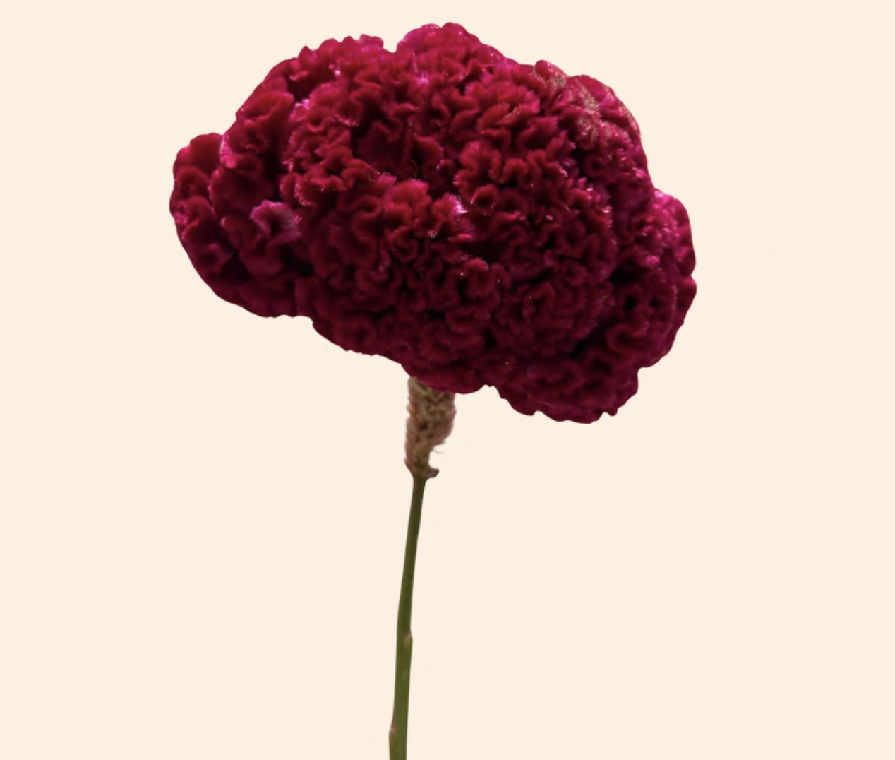 Celosia cristata scarlet