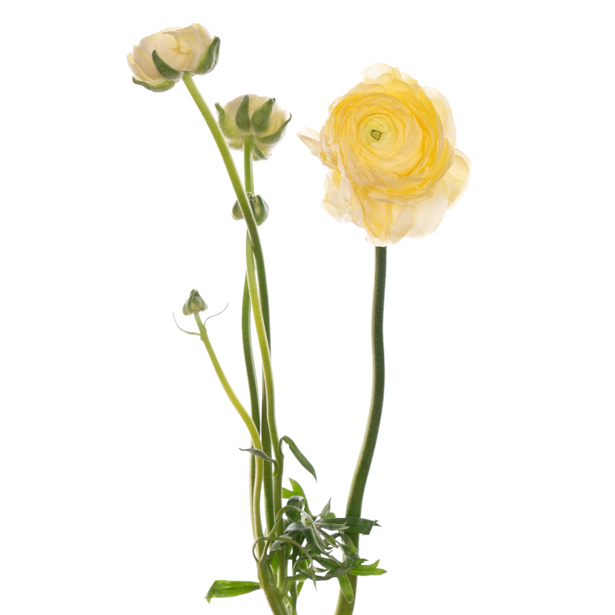 Ranunculus elegance creme | Wholesale flowers, plants and supplies Ranunculus elegance creme